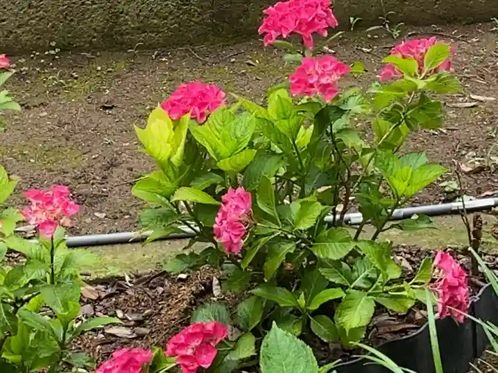 二本松寺の自然