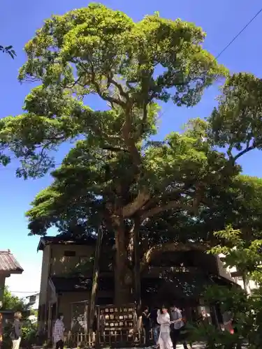 御霊神社の自然