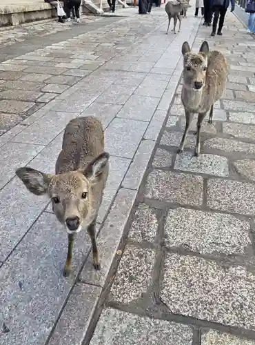 東大寺(奈良県)