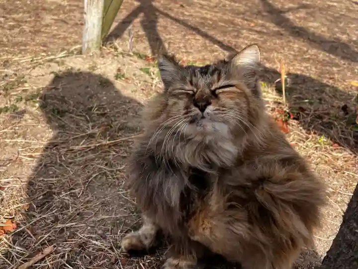 千光寺(広島県)