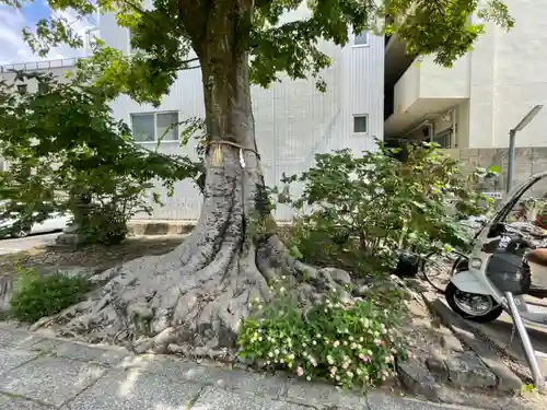 安井金比羅宮の自然