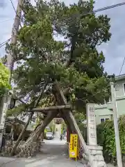 荏柄天神社の自然