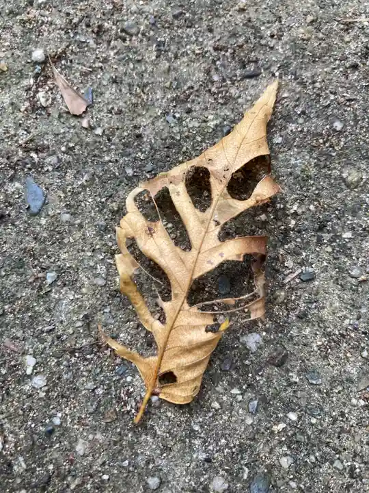 熊野神社の自然