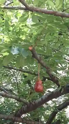 秋葉神社(東京都)