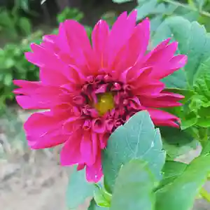 豊景神社の自然(2020年10月02日(金) 07時14分51秒投稿)