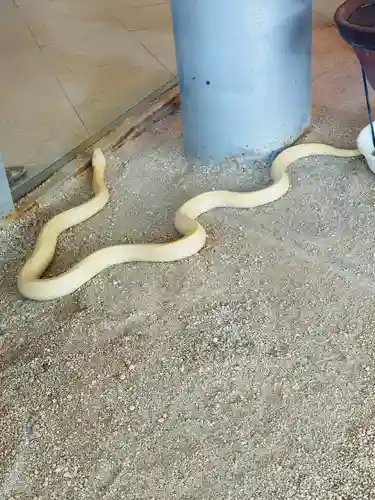 岩国白蛇神社(山口県)