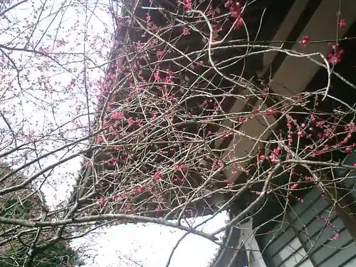 安國論寺（安国論寺）の自然