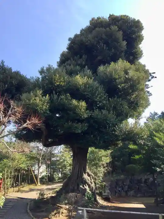 埴生神社の自然