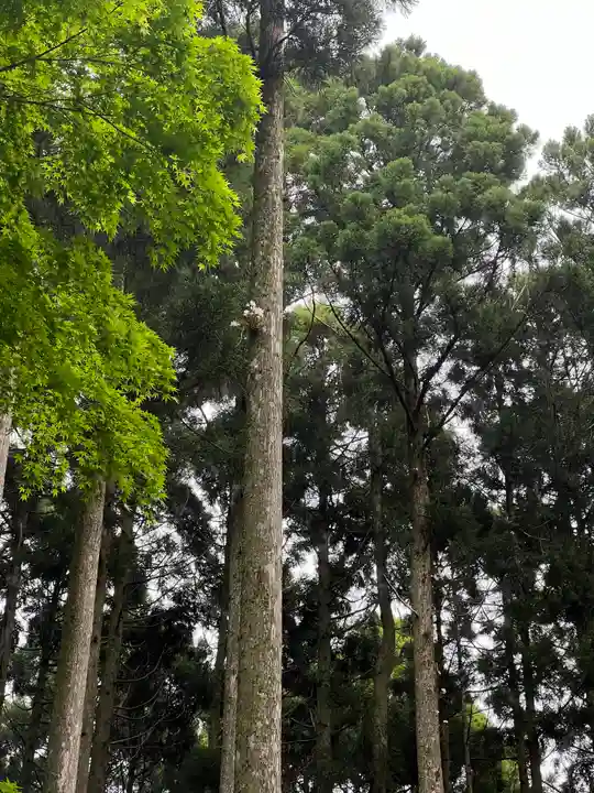須山浅間神社の自然