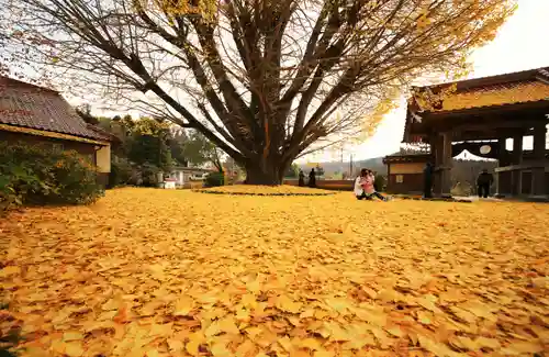 浄善寺の自然