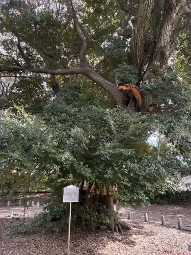 旦椋神社の{uncategorized: "未分類", other: "その他", undefined: "問題あり", building: "その他建物", grave: "お墓", sacred_gate: "鳥居", guardian: "狛犬", statue: "像", buddha: "仏像", history: "歴史", nature: "自然", garden: "庭園", animal: "動物", pagoda: "塔", temizu: "手水舎", mountain_gate: "山門・神門", sanctuary: "本殿・本堂", subordinate: "末社・摂社", art: "芸術", scenery: "景色", jizo: "地蔵", ema: "絵馬", goshuin: "御朱印", omikuji: "おみくじ", items: "授与品その他", amulet: "お守り", goshuincho: "御朱印帳", eats: "食事", festival: "お祭り", votive_dance: "神楽", shichigosan: "七五三参", wedding: "結婚式", experience: "体験その他", initially: "初詣", around: "周辺", anti_infection: "感染症対策"}