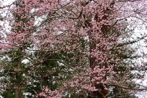 田村神社の自然