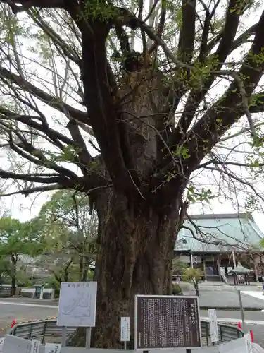 時宗総本山 遊行寺（正式：清浄光寺）の自然