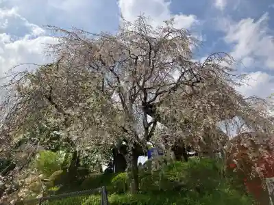 宗泉寺の{uncategorized: "未分類", other: "その他", undefined: "問題あり", building: "その他建物", grave: "お墓", sacred_gate: "鳥居", guardian: "狛犬", statue: "像", buddha: "仏像", history: "歴史", nature: "自然", garden: "庭園", animal: "動物", pagoda: "塔", temizu: "手水舎", mountain_gate: "山門・神門", sanctuary: "本殿・本堂", subordinate: "末社・摂社", art: "芸術", scenery: "景色", jizo: "地蔵", ema: "絵馬", goshuin: "御朱印", omikuji: "おみくじ", items: "授与品その他", amulet: "お守り", goshuincho: "御朱印帳", eats: "食事", festival: "お祭り", votive_dance: "神楽", shichigosan: "七五三参", wedding: "結婚式", experience: "体験その他", initially: "初詣", around: "周辺", anti_infection: "感染症対策"}