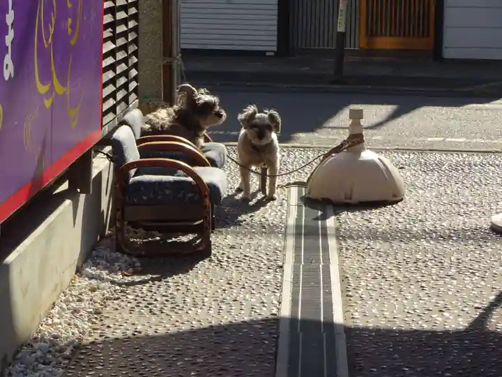 菊名神社の動物