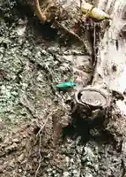 出石神社の動物