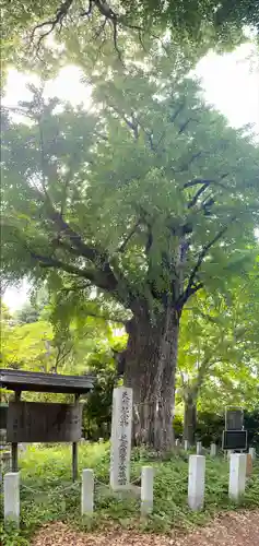 芝東照宮の自然