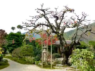 実光院(京都府)