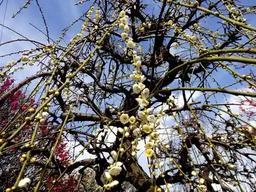 小村井 香取神社の庭園