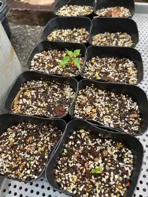 手力雄神社(岐阜県)