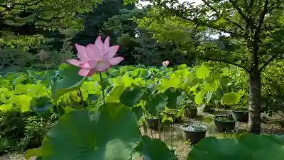 法金剛院(京都府)