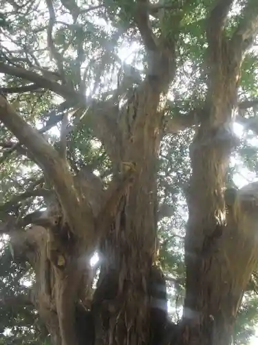 安養院　(田代寺）の自然