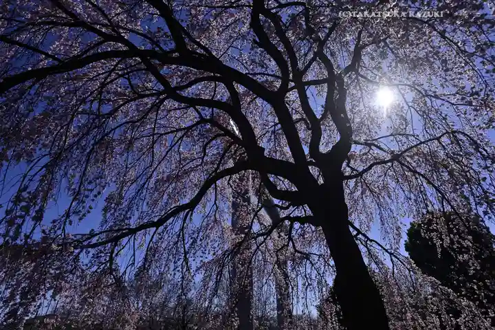 櫻木神社(千葉県)