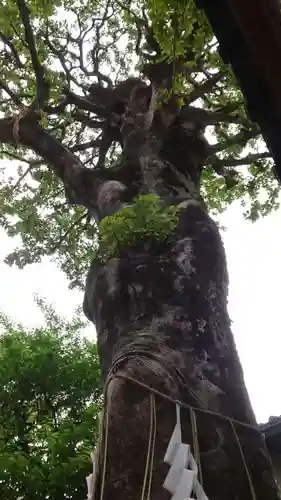 蛇窪神社(東京都)