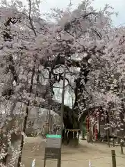 小川諏訪神社の自然