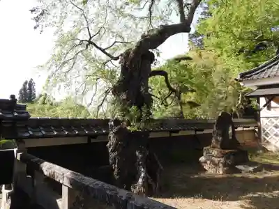 藏澤寺(長野県)