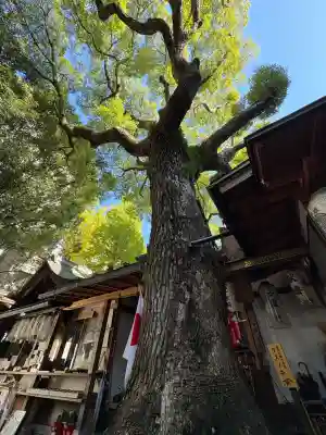若一神社(京都府)