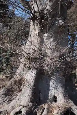 愛宕神社の自然