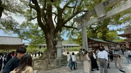 太宰府天満宮の鳥居