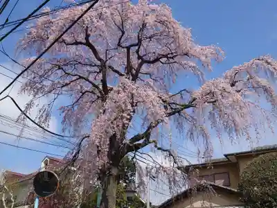 天沼熊野神社の自然