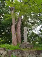 城山八幡宮の自然