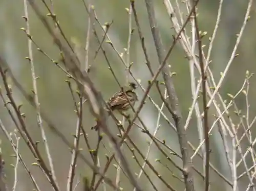 留辺蘂神社の動物