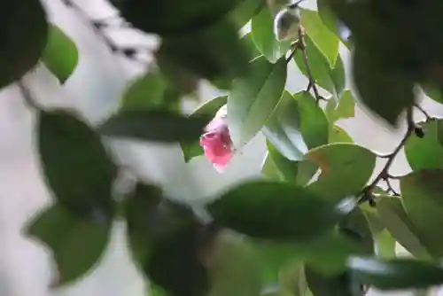 鹿島大神宮の自然