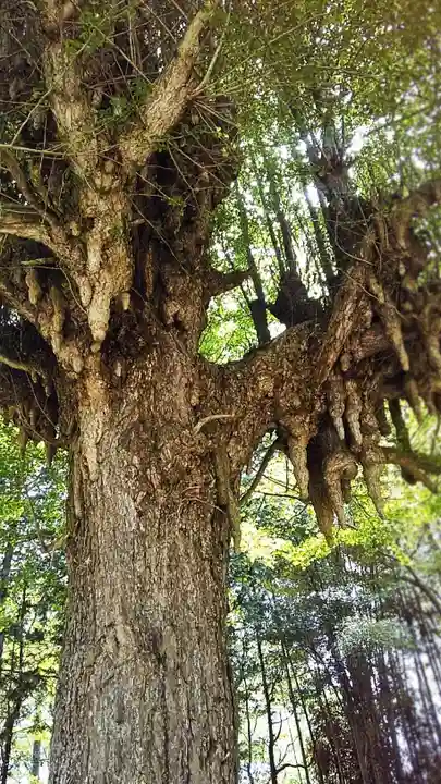 神岡稲荷神社の自然