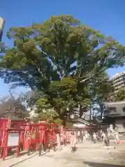 菅生神社(愛知県)