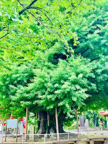 千葉寺(千葉県)