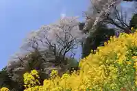 高木神社の自然