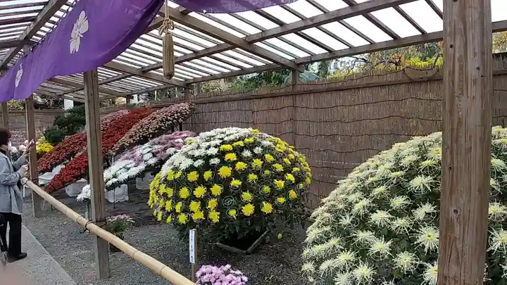 亀戸天神社(東京都)