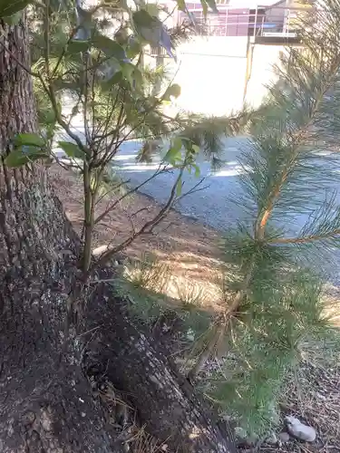 菟足神社の自然