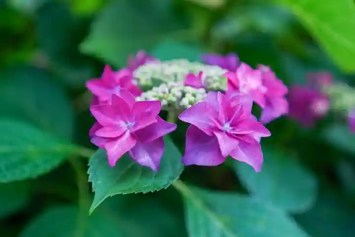 東大寺別院阿弥陀寺(山口県)