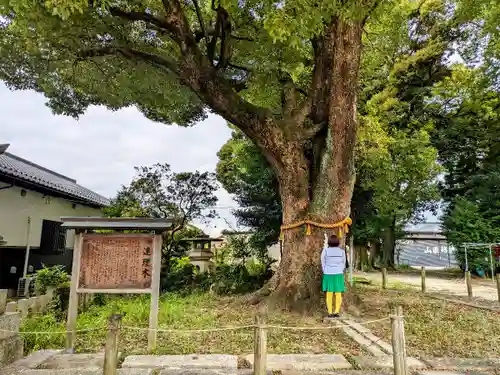神明社（小牧神明社）の自然