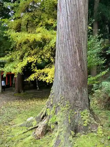 有子山稲荷神社の自然
