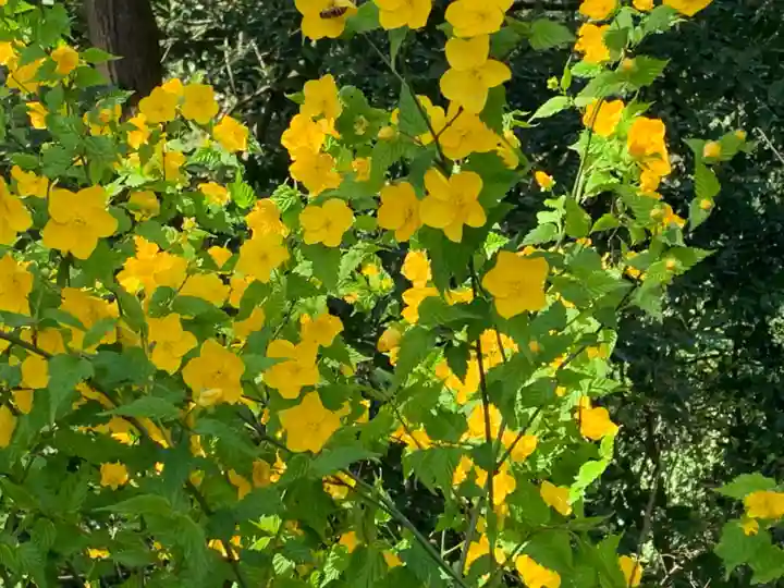 足羽山招魂社の自然