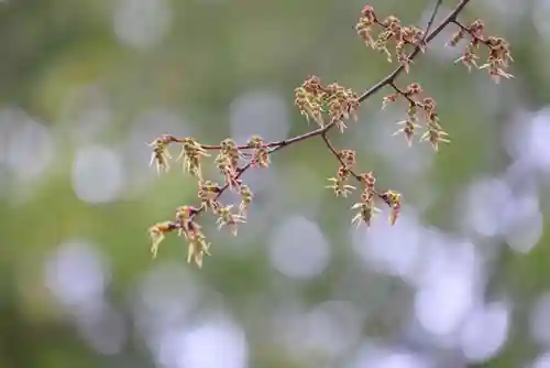 阿邪訶根神社の自然