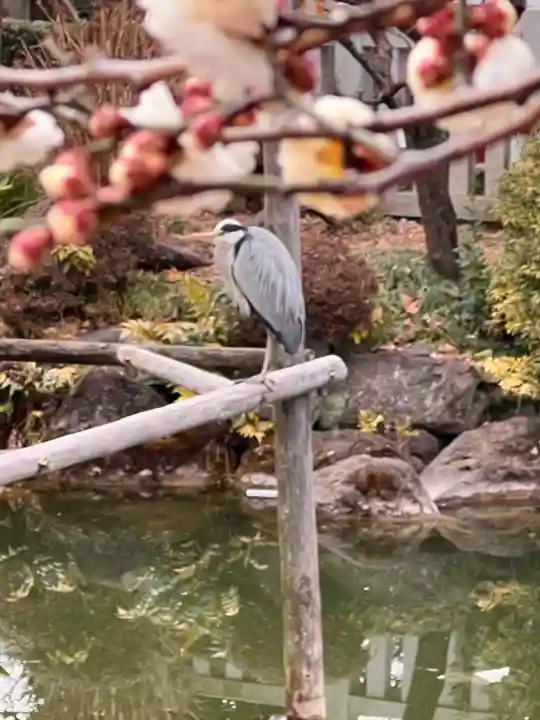 亀戸天神社の動物