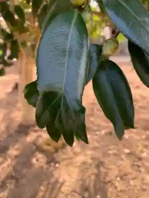 下野薬師寺 (旧 安國寺)の体験その他